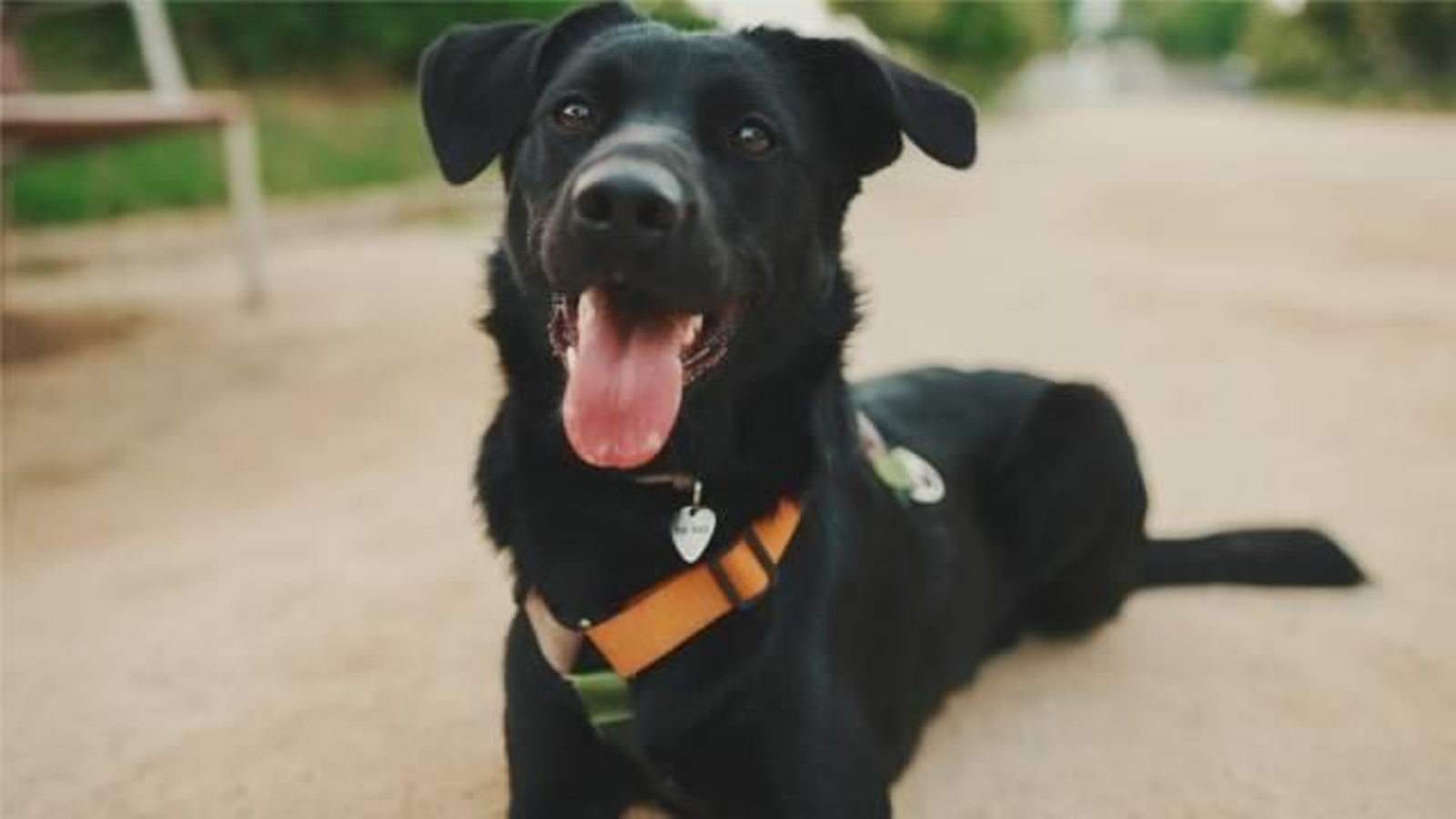 nombres para mascotas razas perros negros