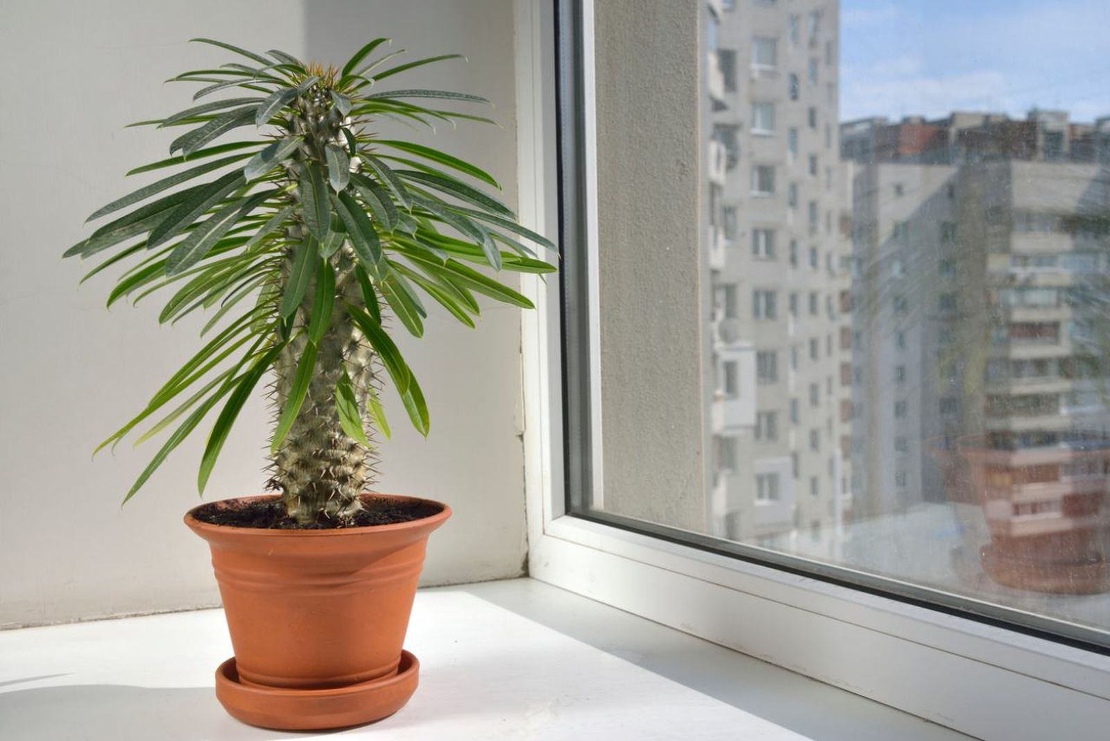 Pachypodium lamerei.