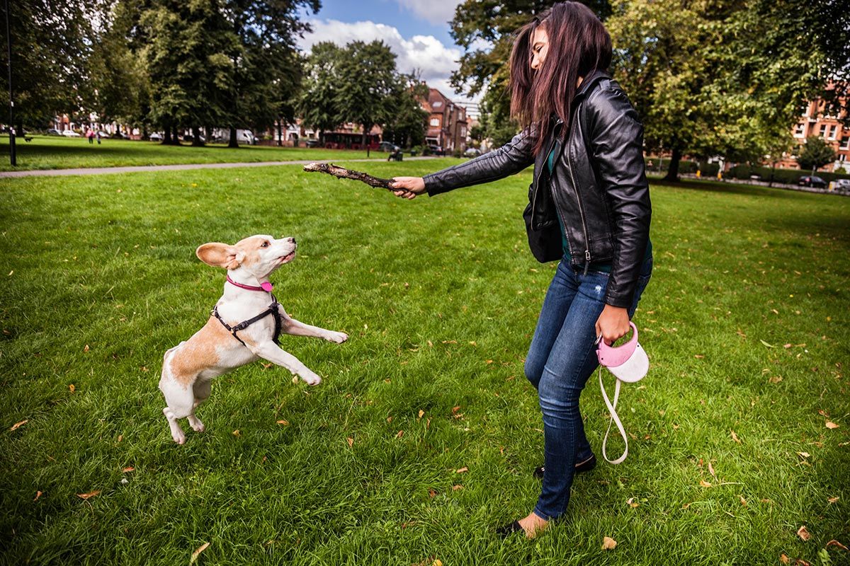 mascotas perros ciudad6