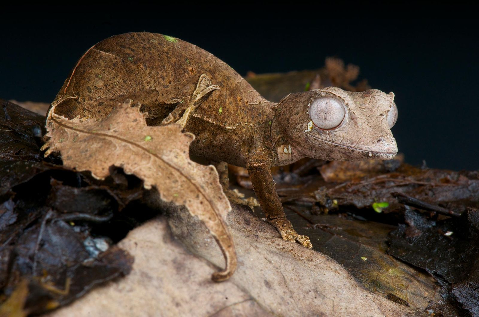 reptiles gecko cola de hoja