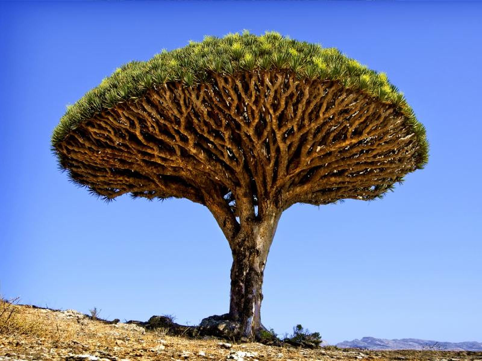 Dracaena draco.