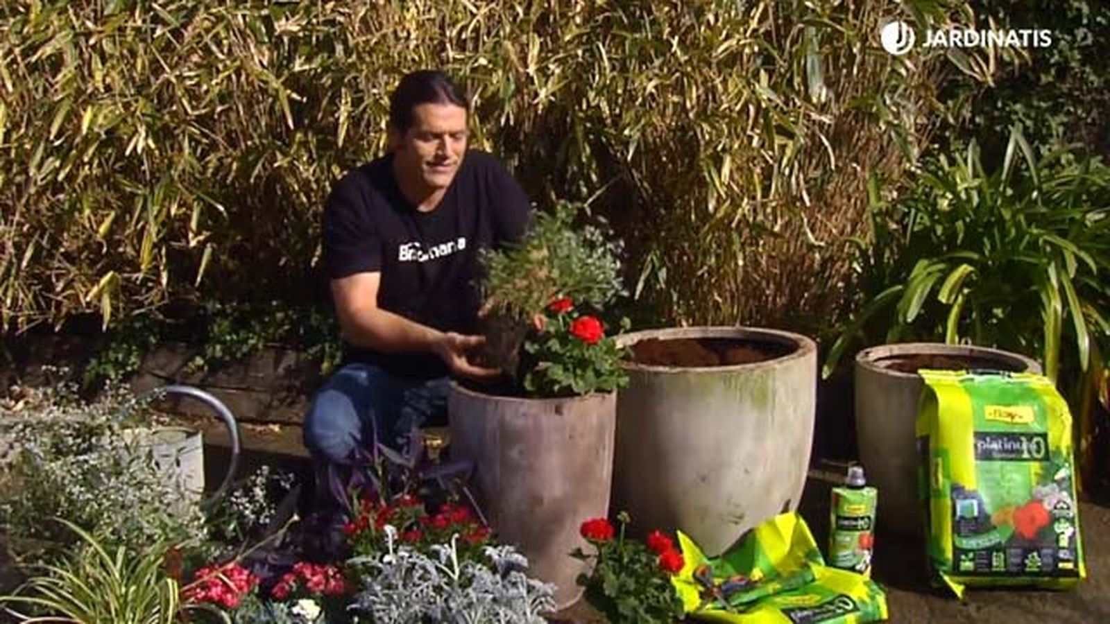 plantacion geranios de zona euphorbias diamond frost brico 868 jardinatis plantacion geranios de zona euphorbias diamond frost brico 868 jardinatis
