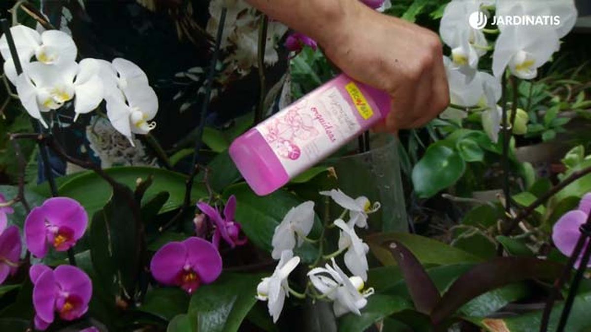 abonar orquideas phalaenopsis deco 661 jardinatis