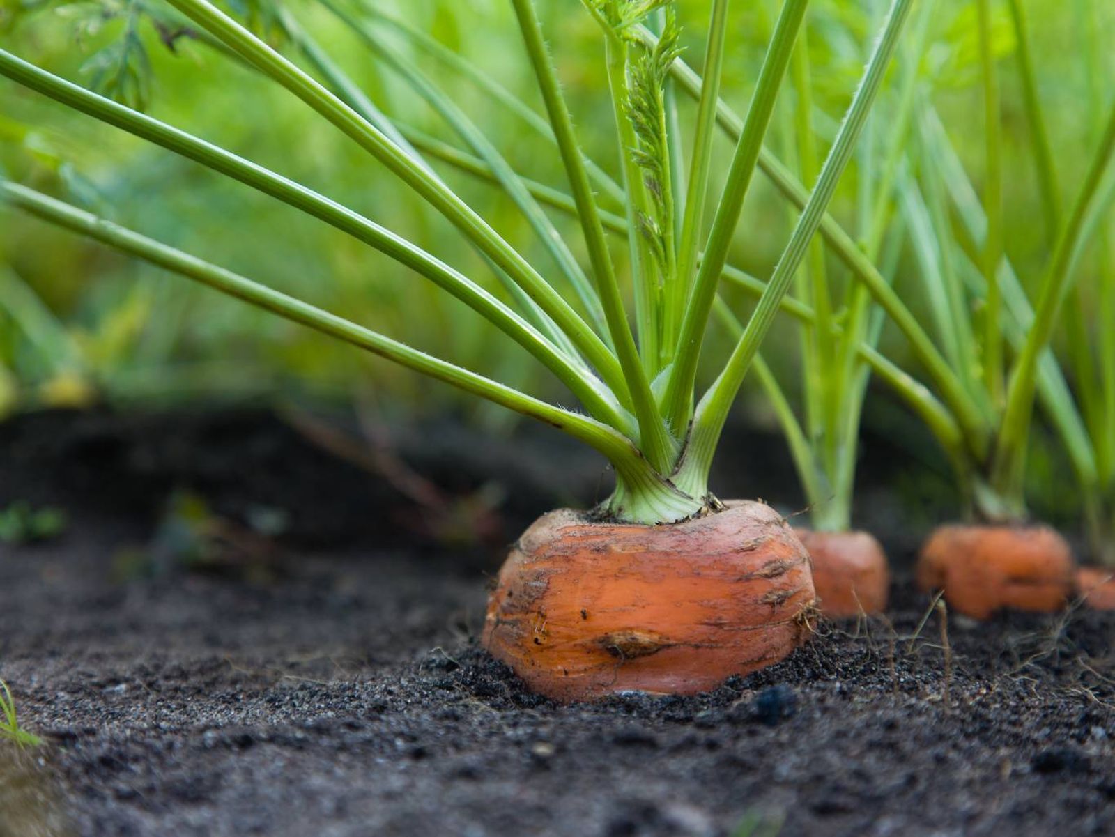 Mantén la tierra libre de malas hierbas mientras riegas las zanahorias.