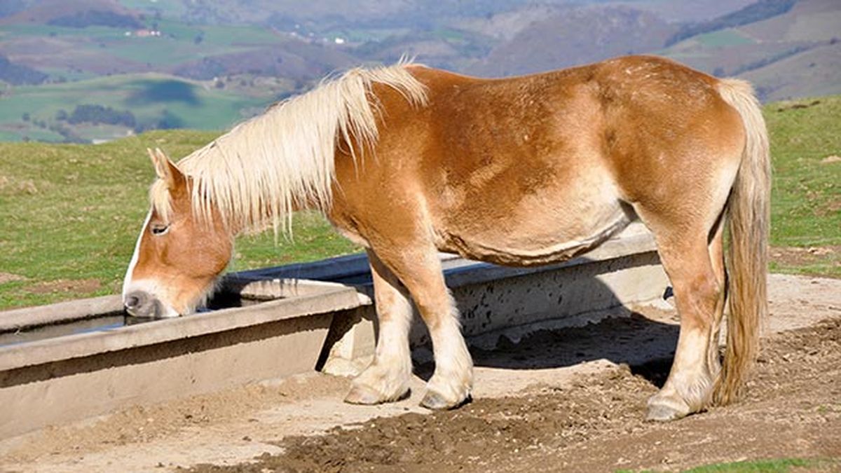 Caballo Jaca Navarra