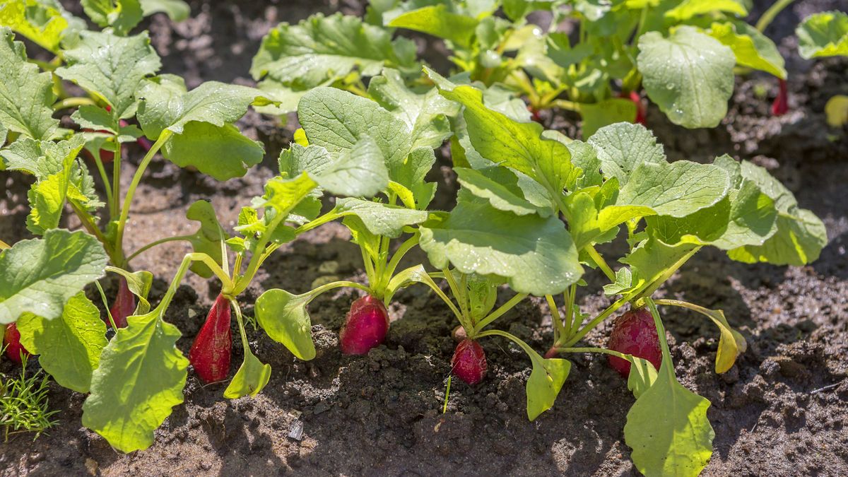 Los rabanitos sandía son muy fáciles de cultivar