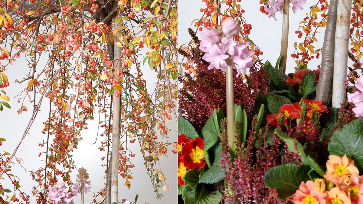 cotoneaster como arbol de navidad