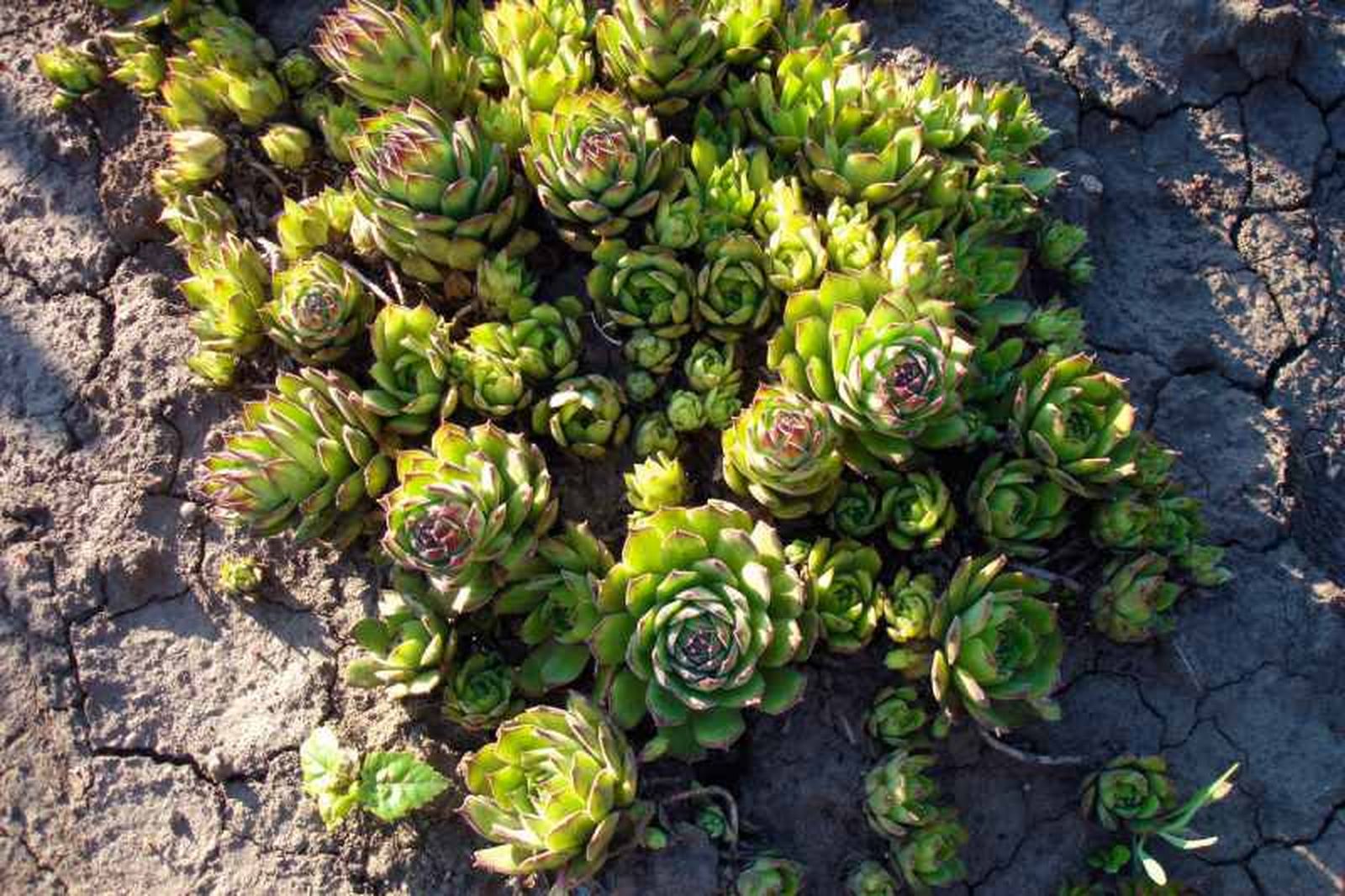 Plantas Sempervivum Plantas Sempervivum