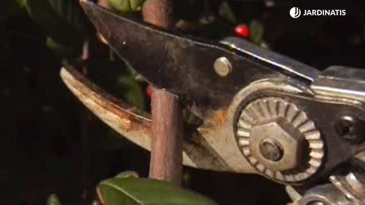 poda cotoneaster salicifolius jardinatis