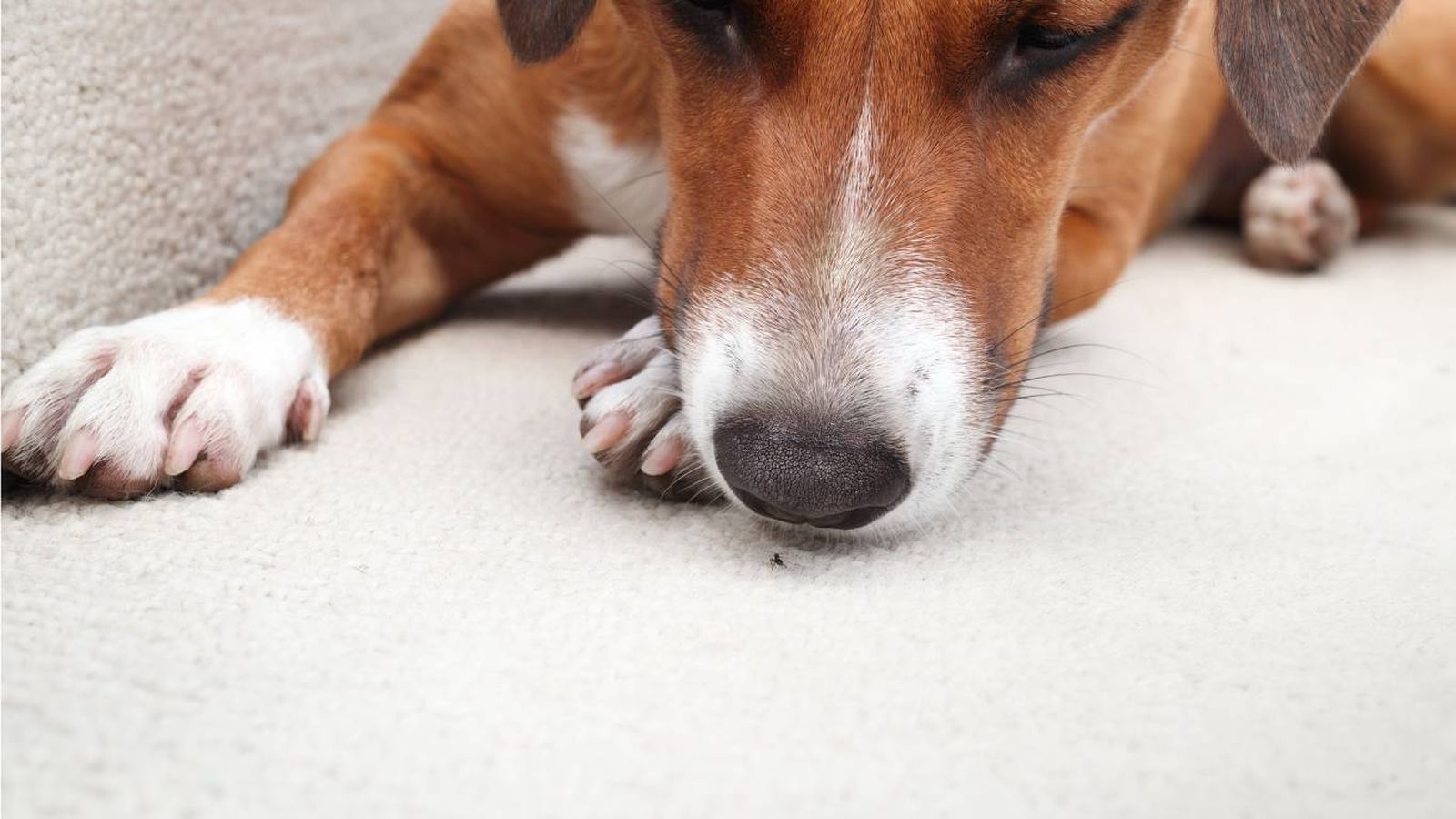 ¿Tu perro caza moscas en casa?