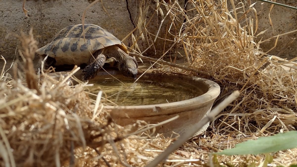 La deshidratación puede tener efectos graves en la salud de las tortugas