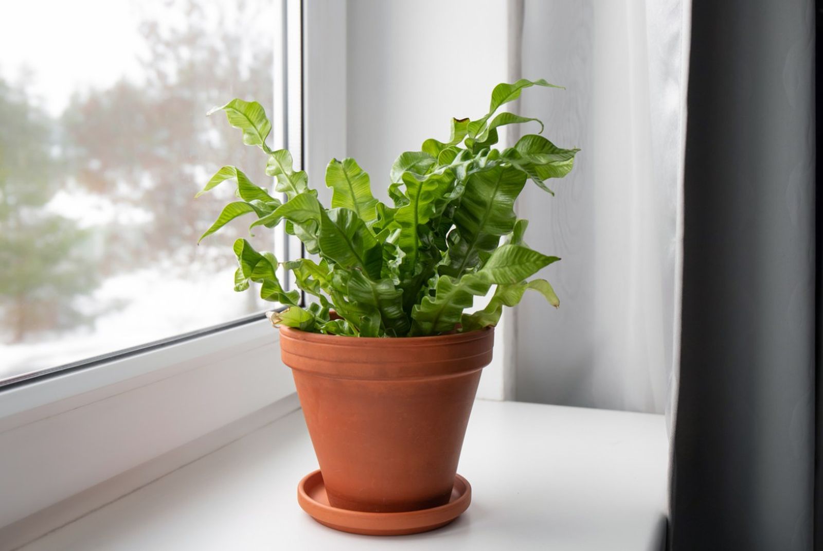 Helecho nido de ave o  Asplenium nidus