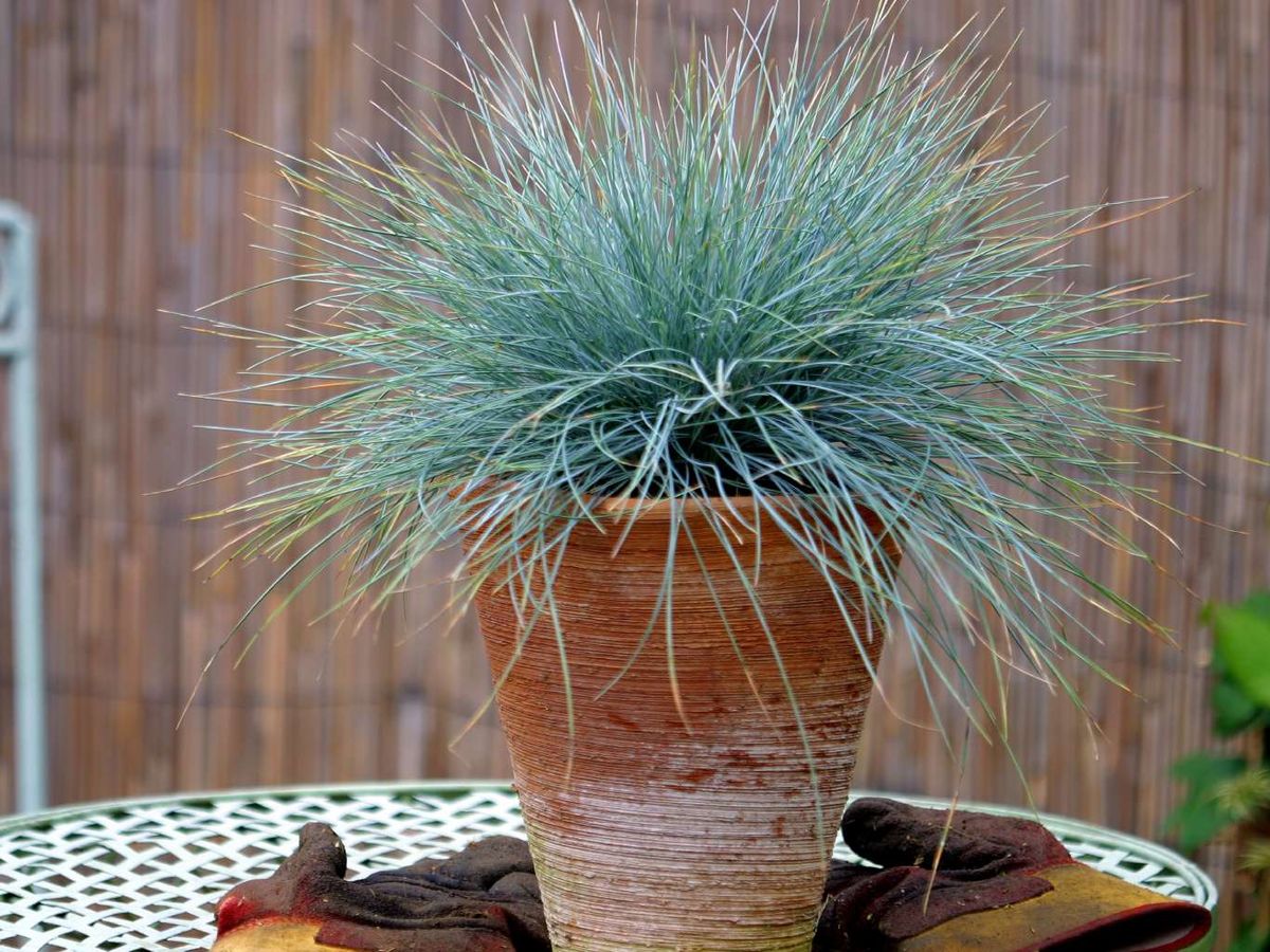 Festuca glauca en maceta