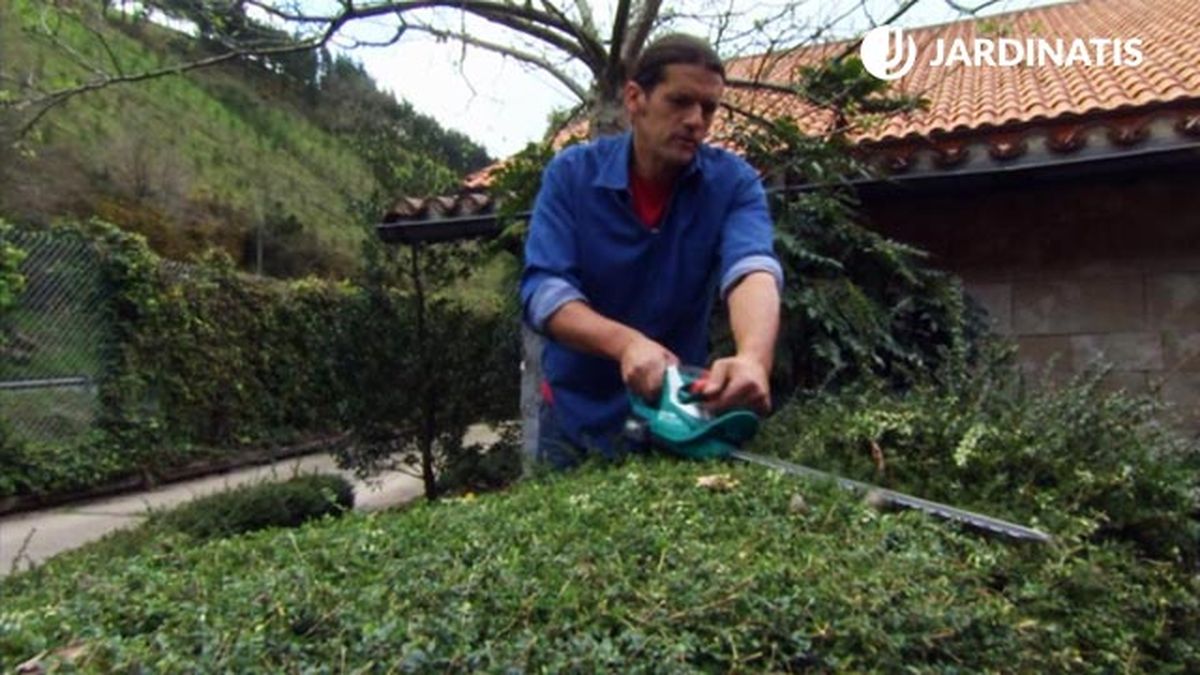 pinzamiento de la lonicera nitida brico 831 jardin