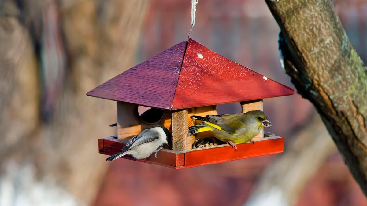 comederos pajaros invierno 1