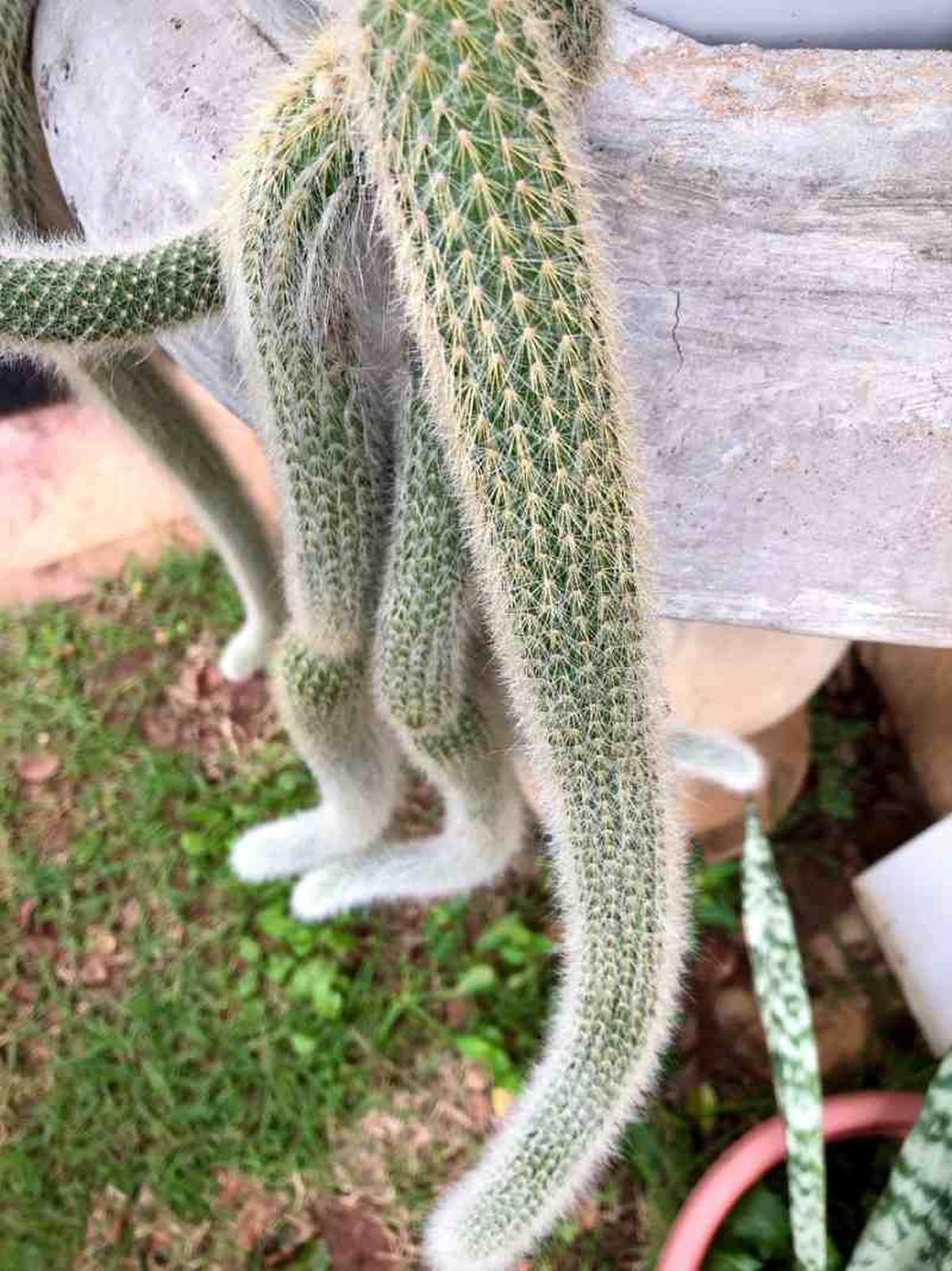 El suelo de este cactus debe ser suelto, ligero y drenar de forma correcta.