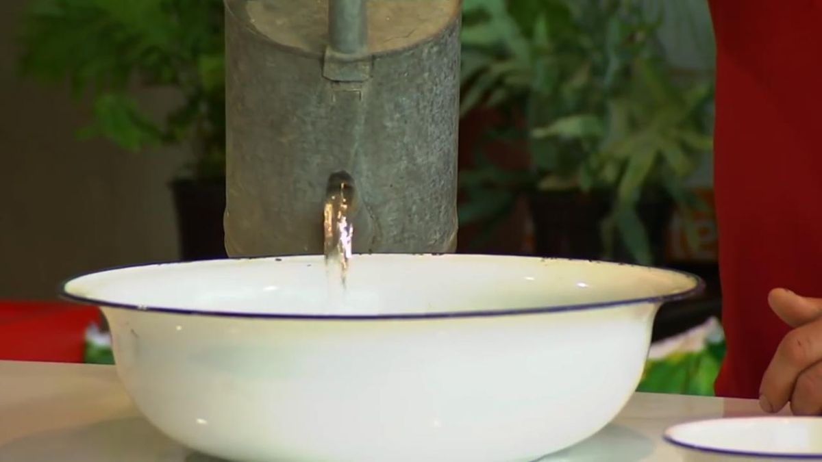 como cultivar helechos en casa recipiente agua