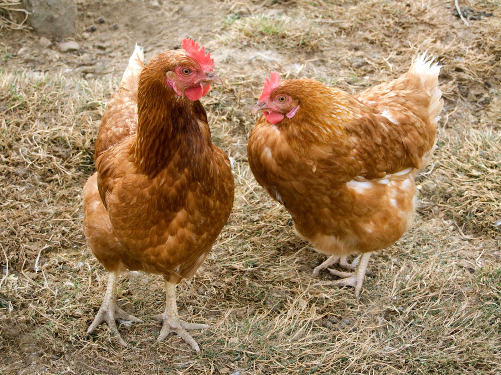 gallinas ponedoras camperas xl gallinas ponedoras camperas xl
