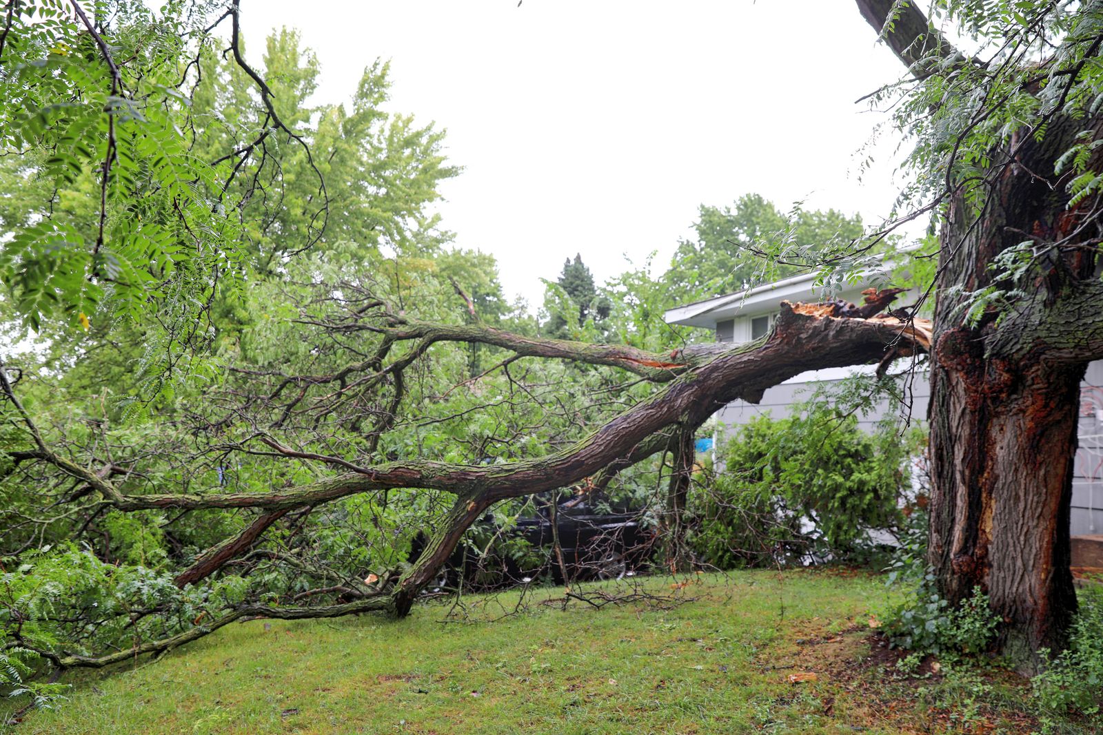 Las tormentas pueden ser muy perjudiciales para los árboles de tu jardín