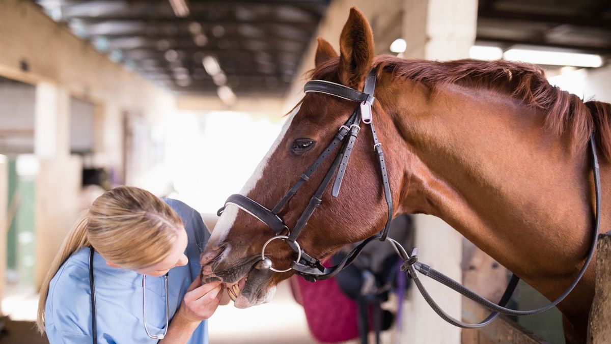 legal vender animales