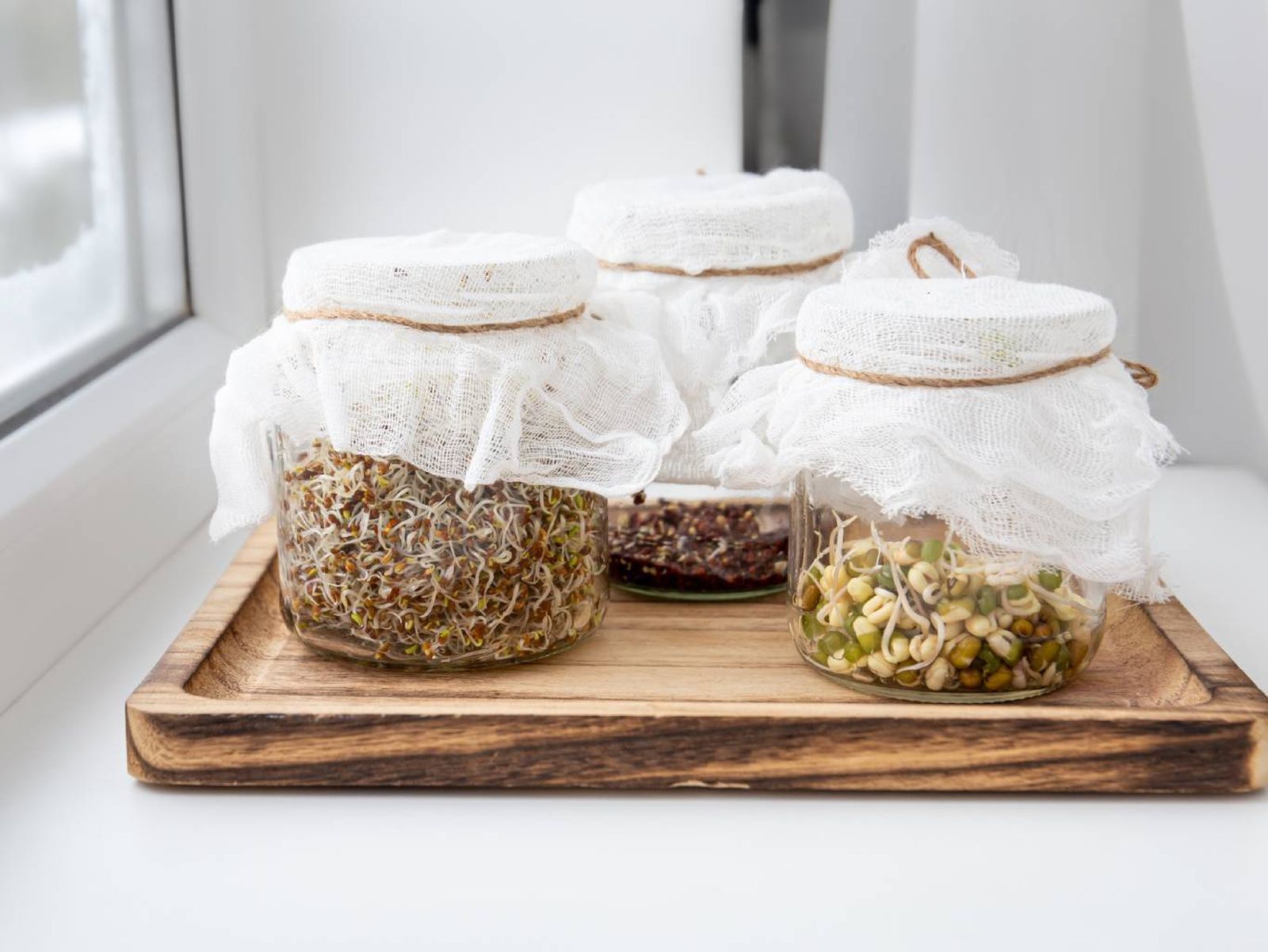 Cultivar germinados en casa es tan fácil como usar un tarro, agua y semillas certificadas. Cultivar germinados en casa es tan fácil como usar un tarro, agua y semillas certificadas.