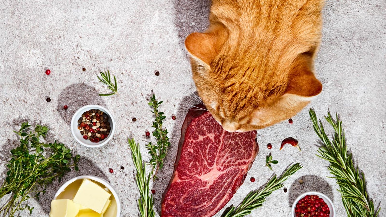 dieta barf gatos