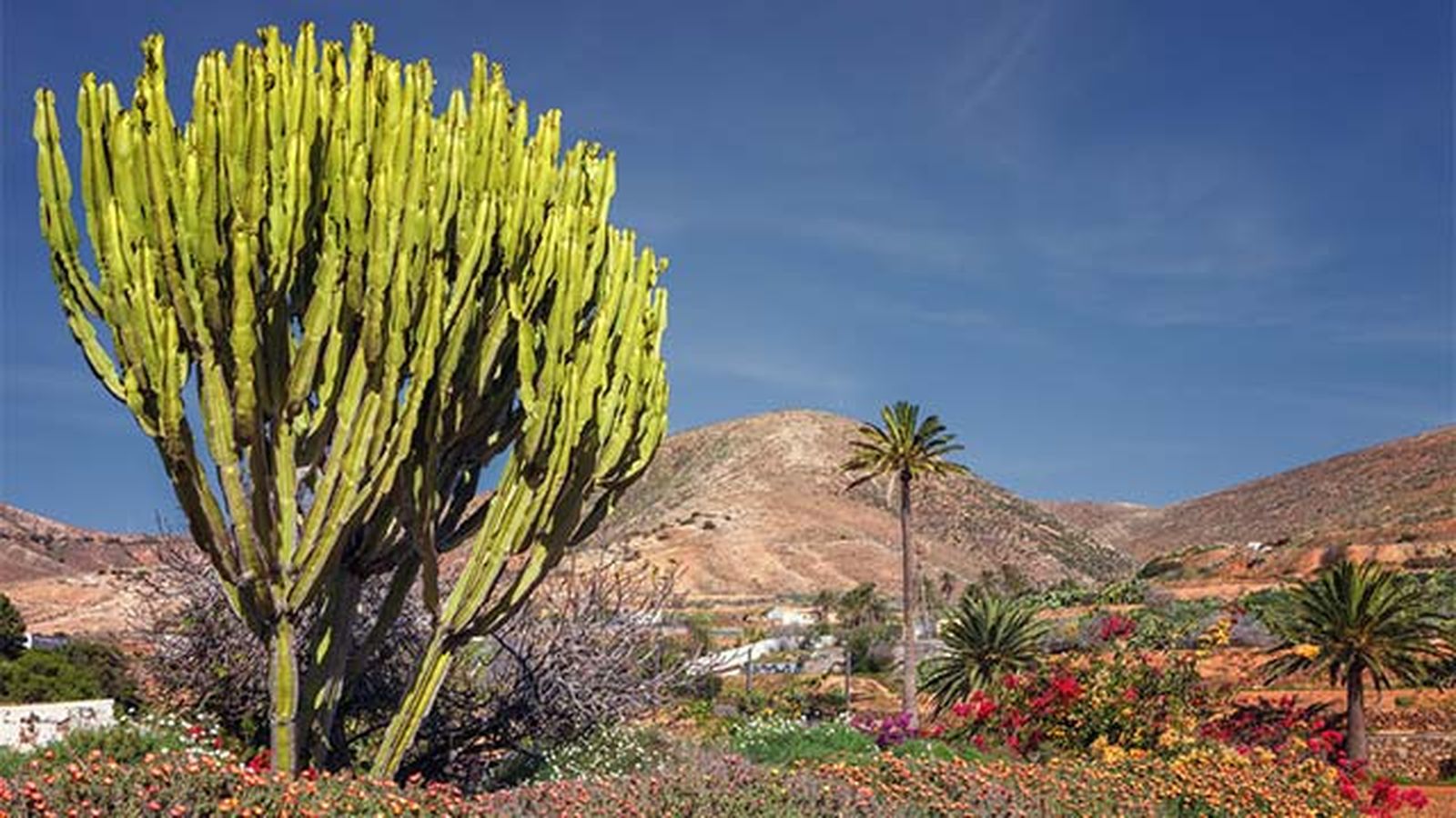 euphorbia ingens arbol candelabro euphorbia ingens arbol candelabro
