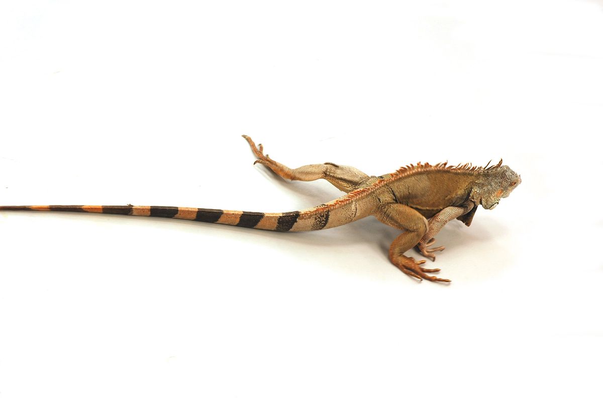 Los lagartos  corredor de la india