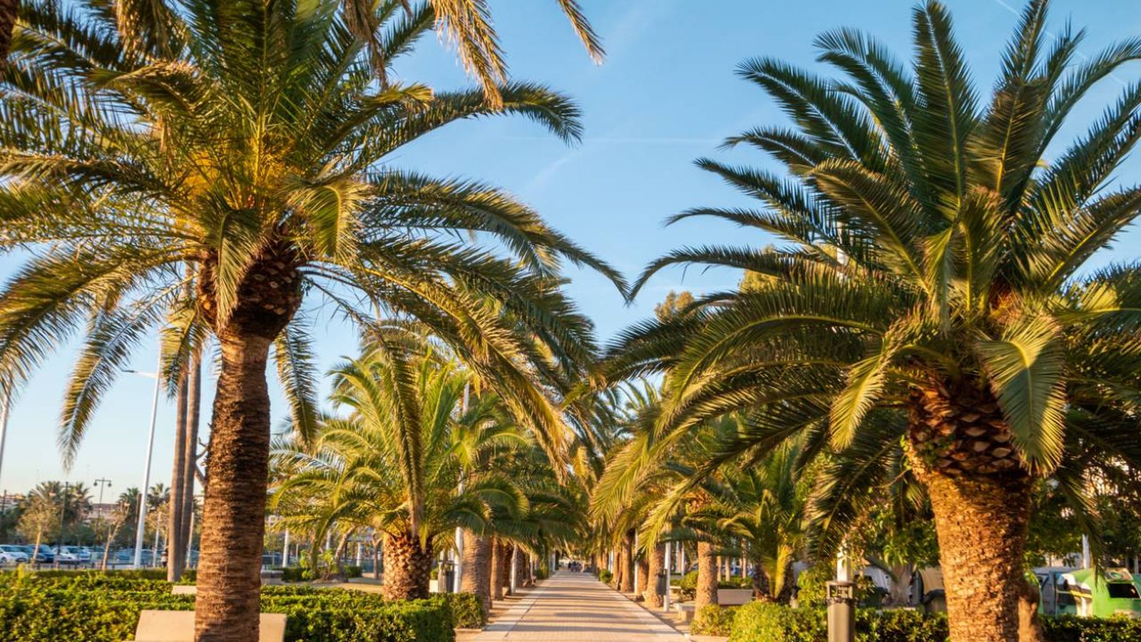 tipos de palmeras en espana tipos de palmeras en espana
