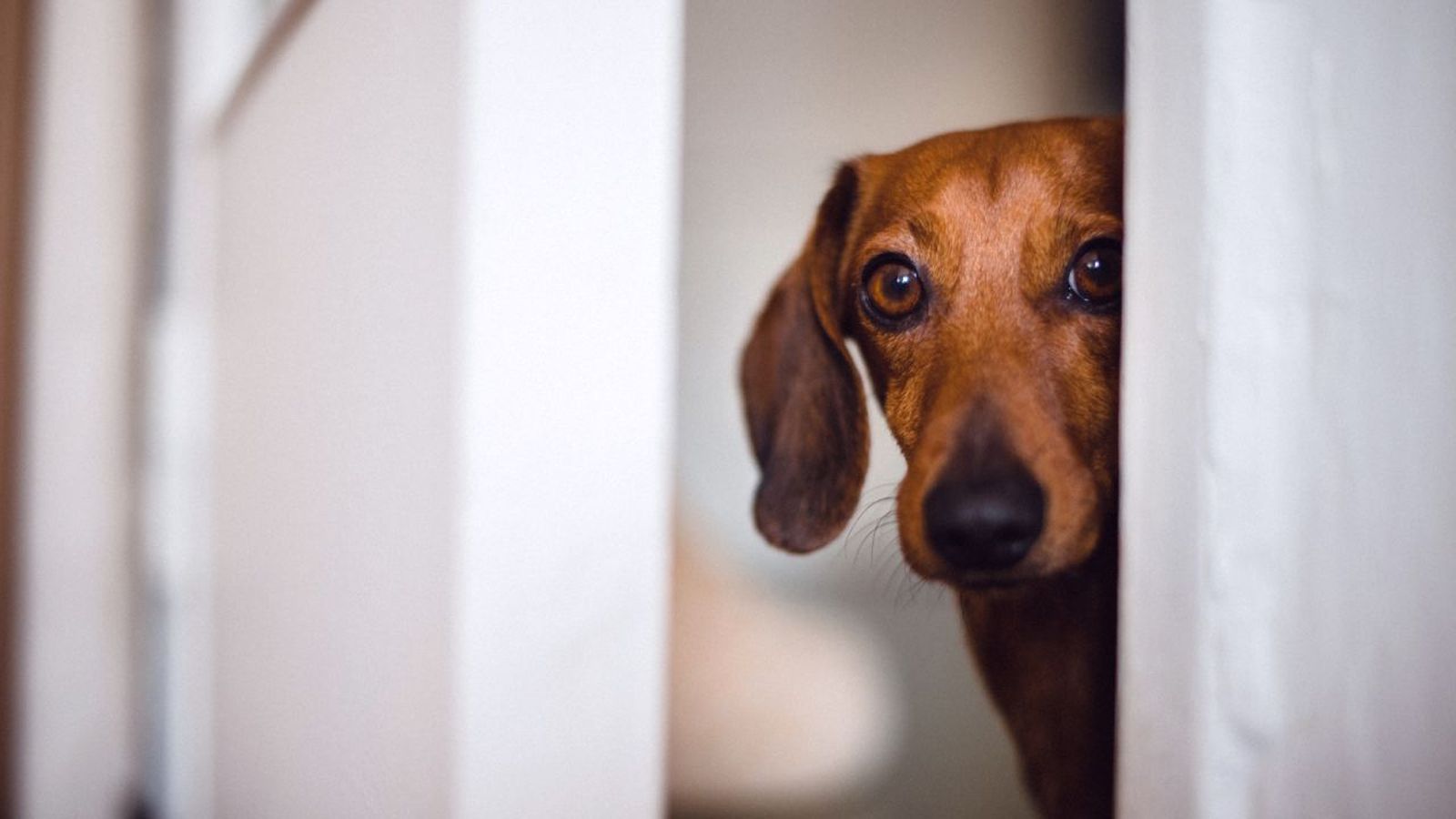 como pasear a un perro miedoso