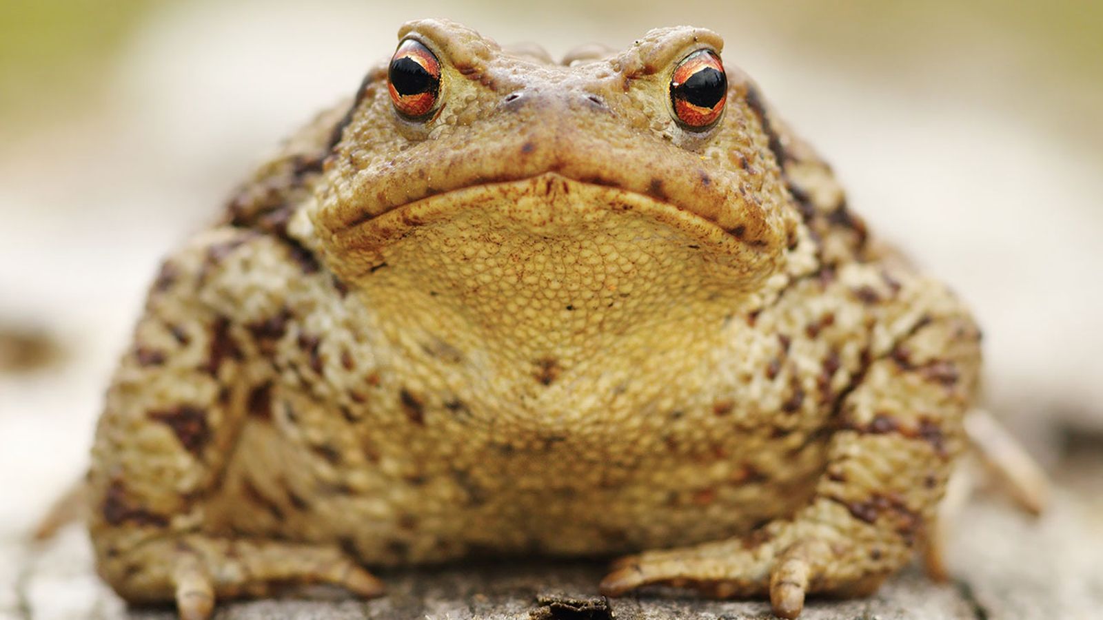 Sapo Bufo mito Sapo Bufo mito