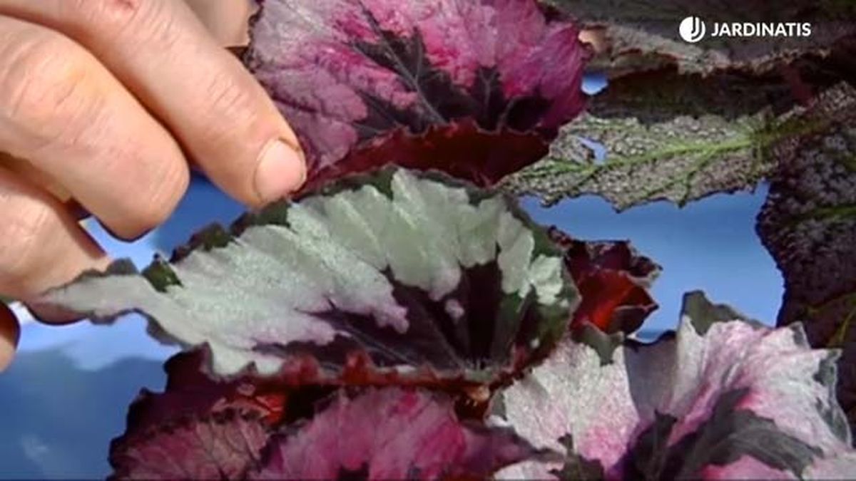 color hoja de begonia segun edad rex brico 688 jardinatis