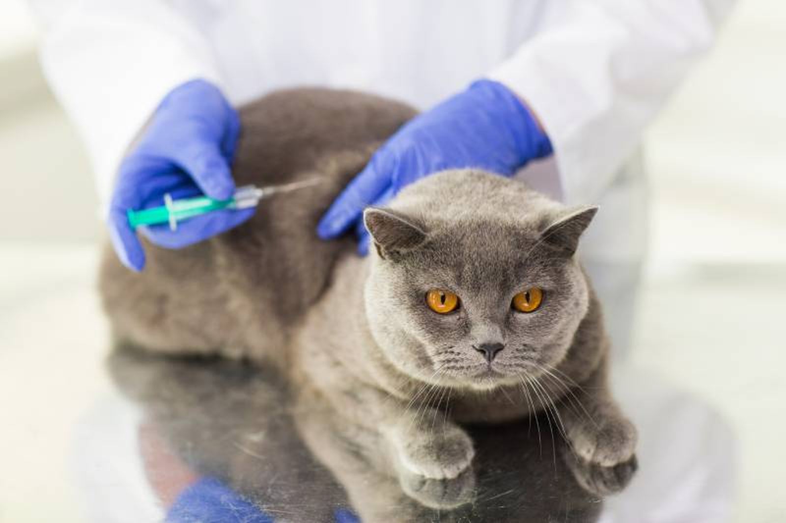 Vacunar y desparasitar al mismo tiempo a un gato es, en principio, seguro. Vacunar y desparasitar al mismo tiempo a un gato es, en principio, seguro.