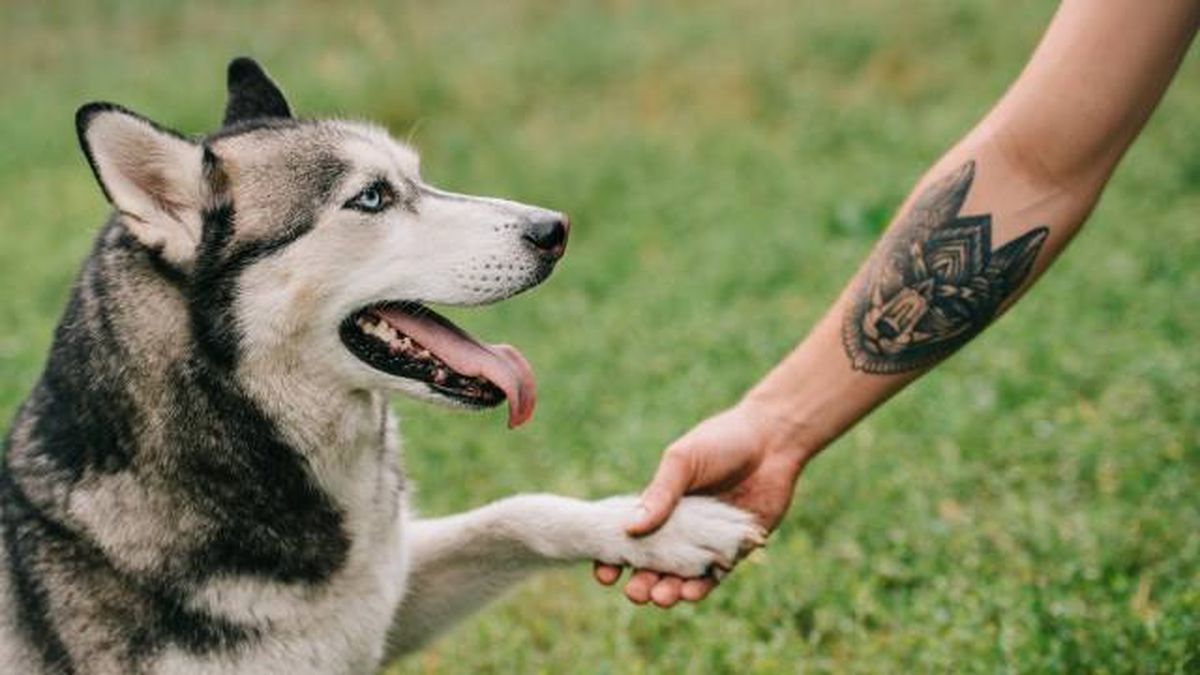 tatuajes de animales amorar por mascotas consejos