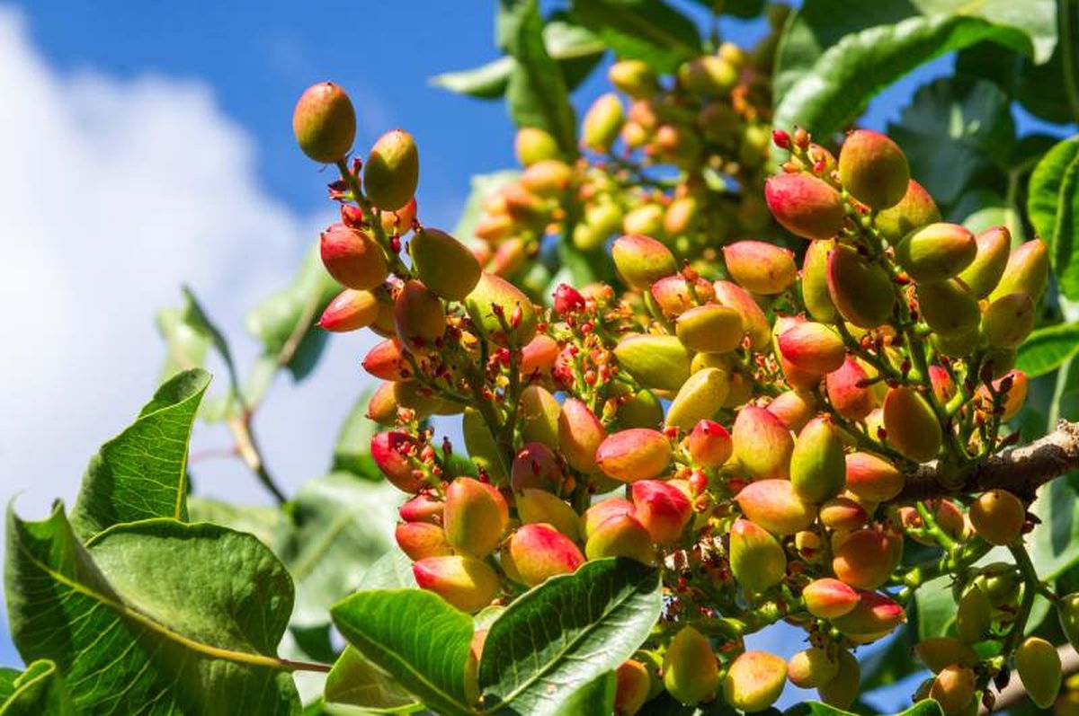 El fruto del pistacho es una drupa ovalada que contiene una semilla alargada.