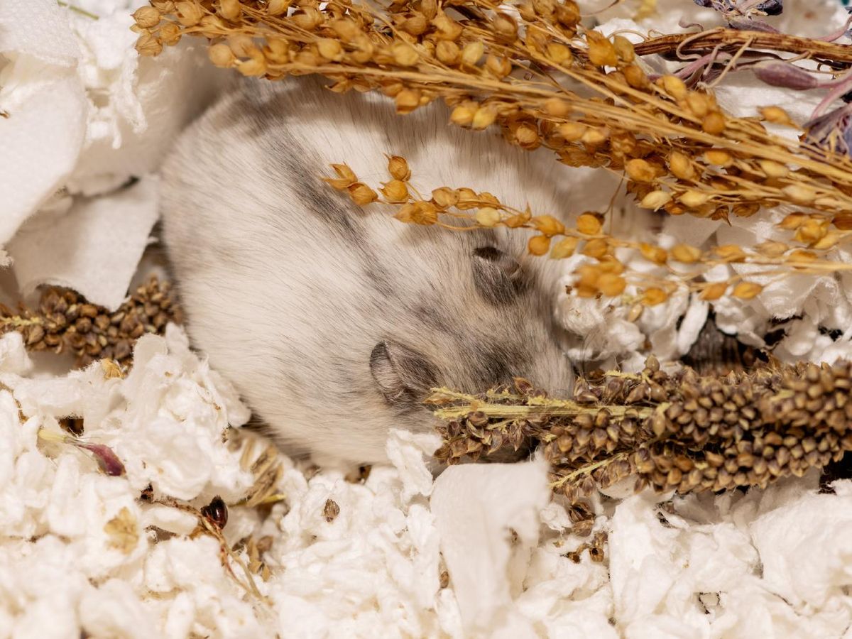 Los hámsters rusos son animales nocturnos y duermen durante el día.