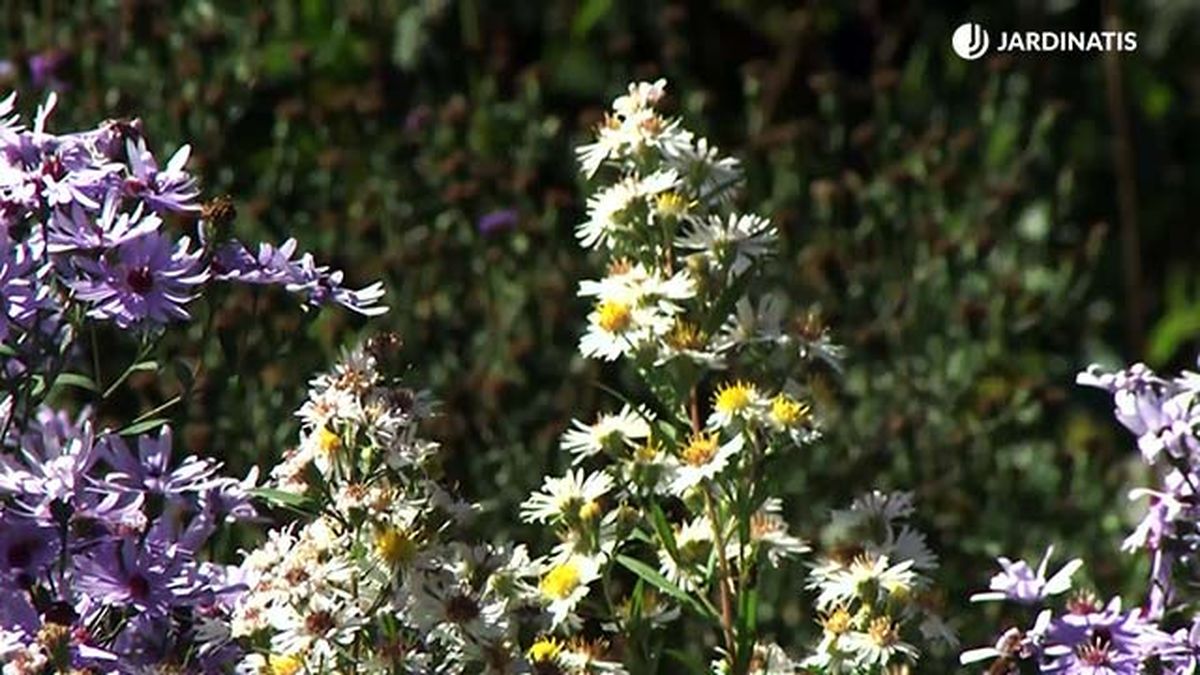 deko 0709 variedades aster blanca