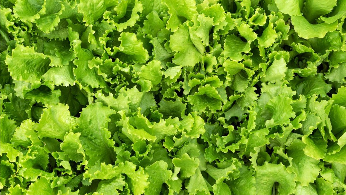 Lechuga