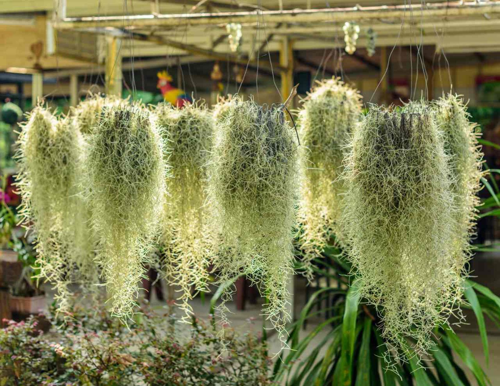 Tillandsia usneoides