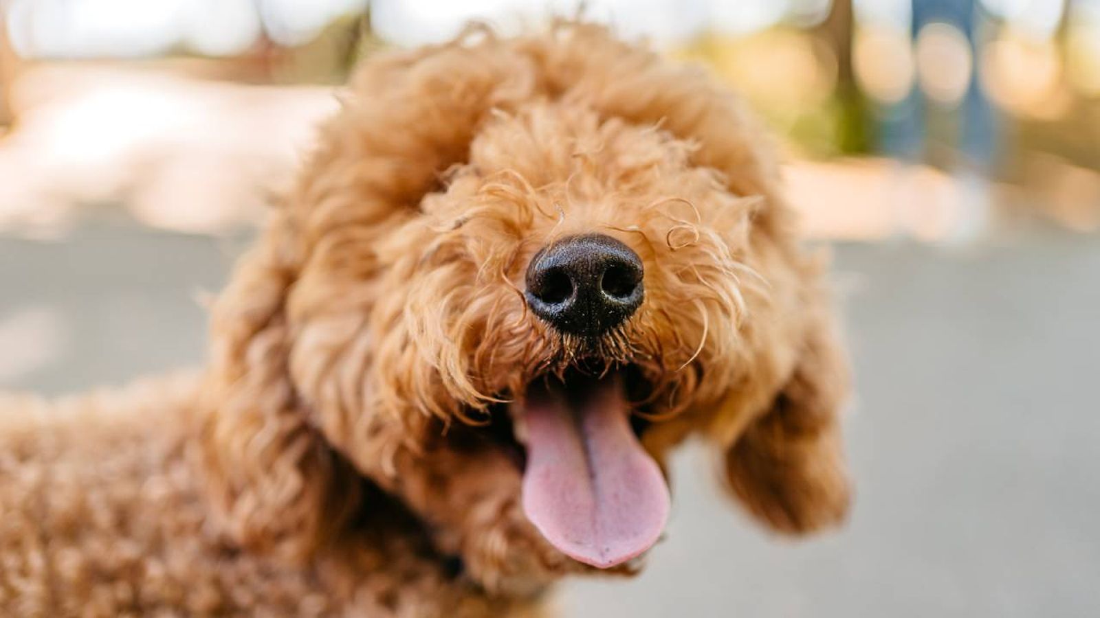 labradoodle xl