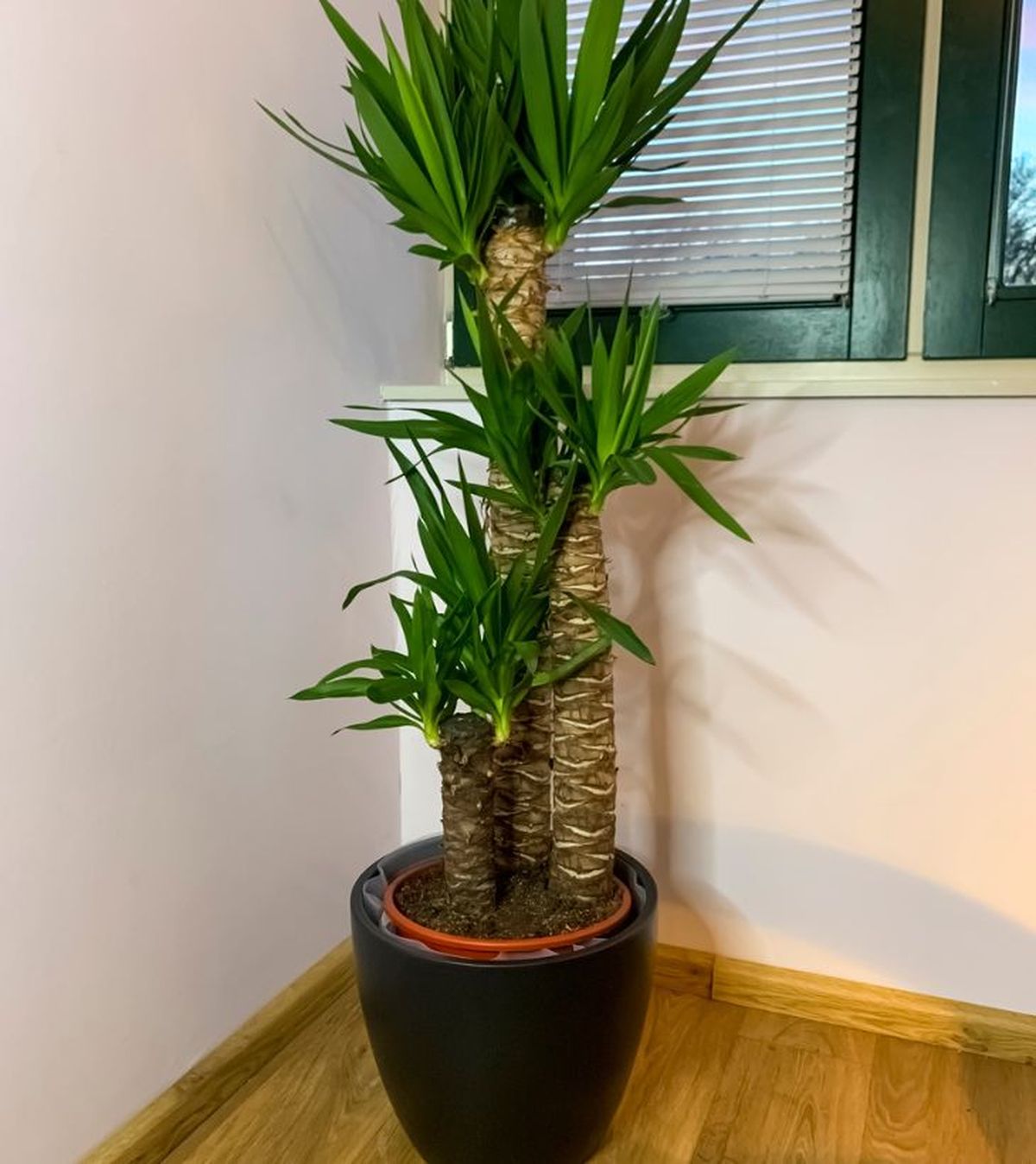 La yuca tiene un porte vertical precioso