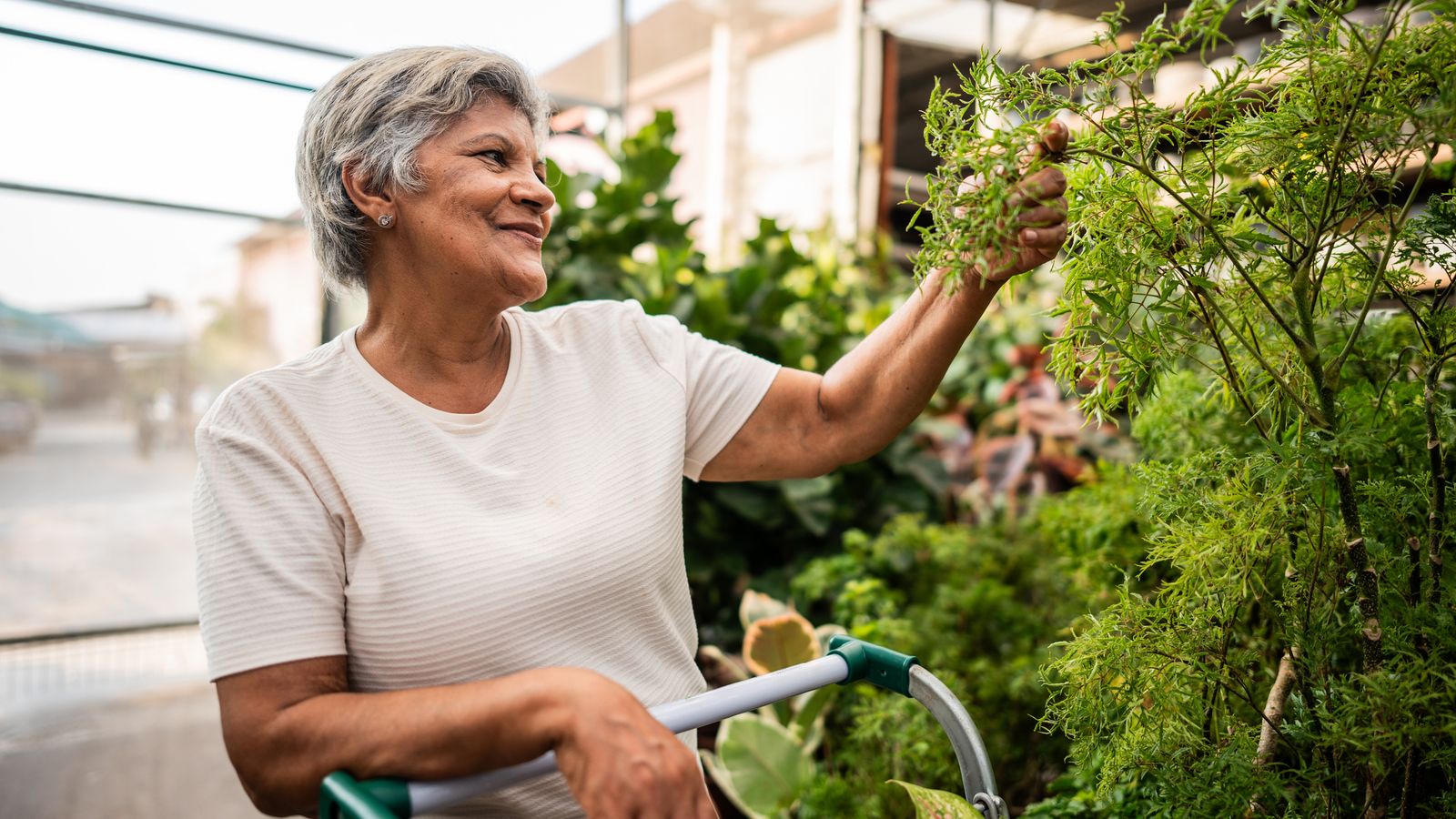 Es mejor escoger ejemplares con botones a punto de abrir que aquellos con todas las flores ya desplegadas