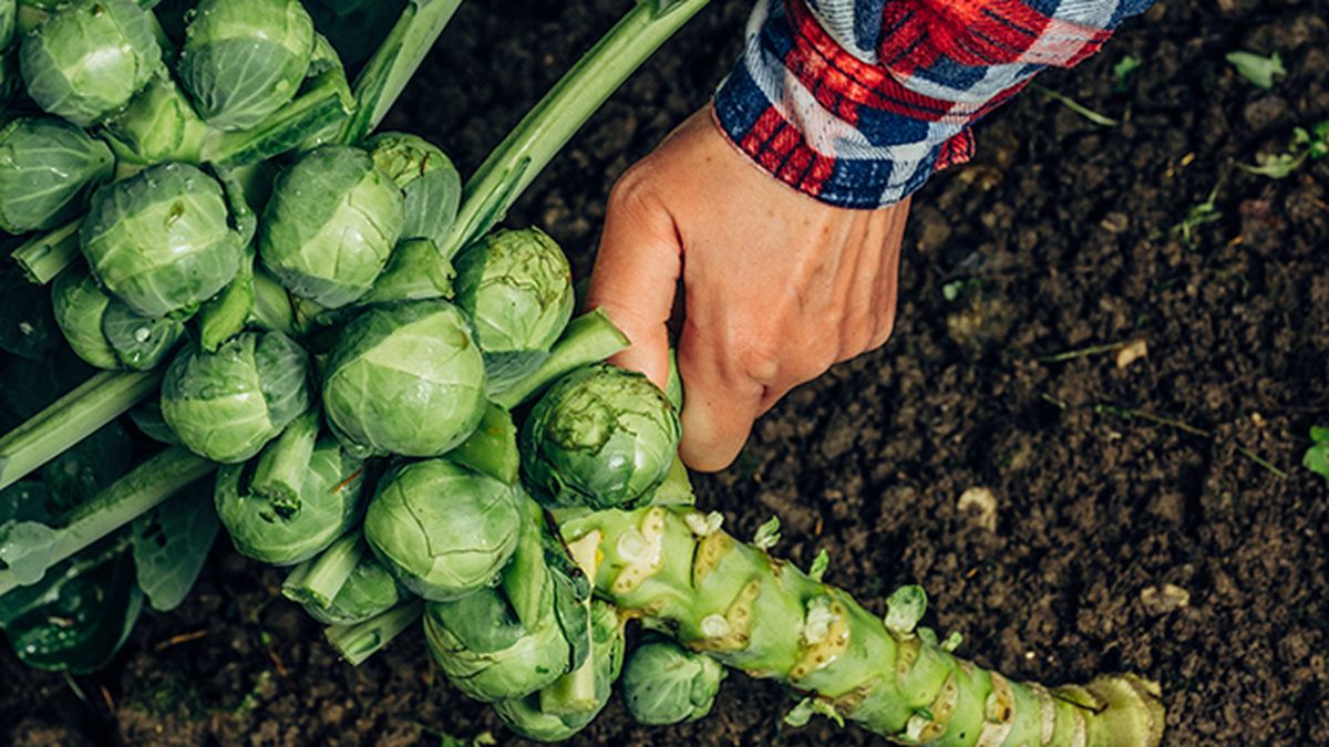 coles de bruselas cosecha invierno deco 514