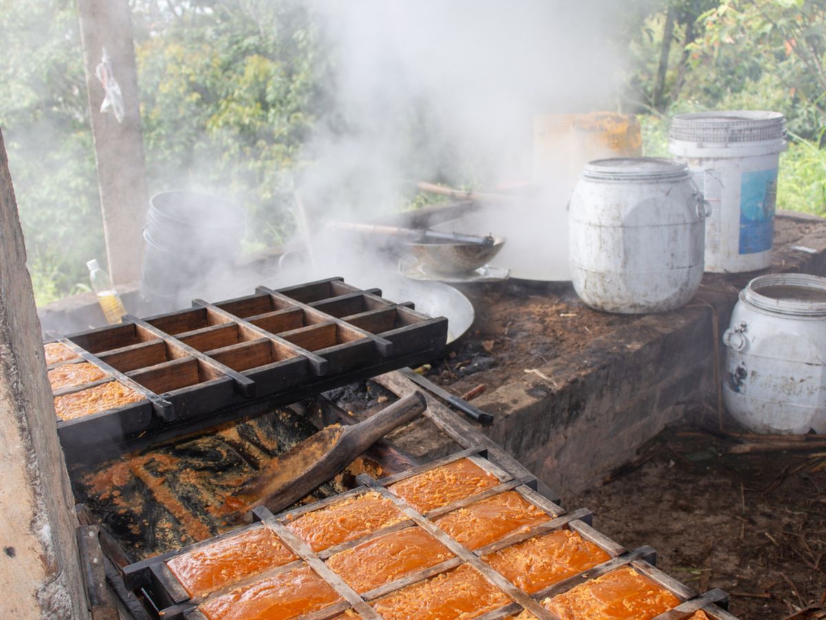 Proceso tradicional de elaboración de la panela: el jugo de caña se hierve y se vierte en moldes hasta solidificarse.