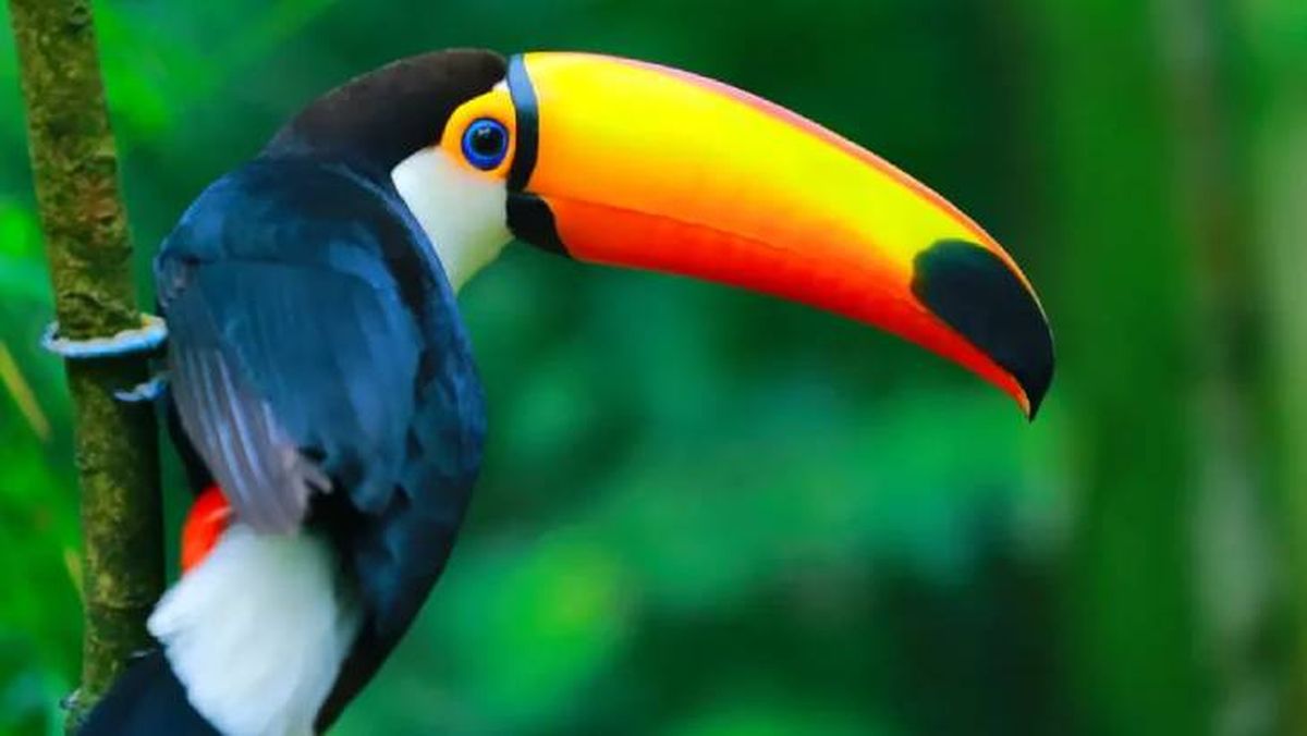 animales que empiezan por t tucan (1)