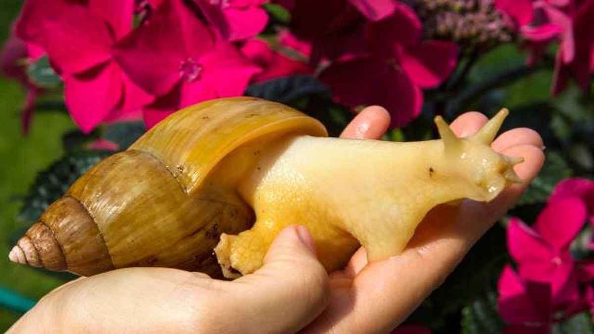 caracol gigante africano peligro salud transmision parasitos