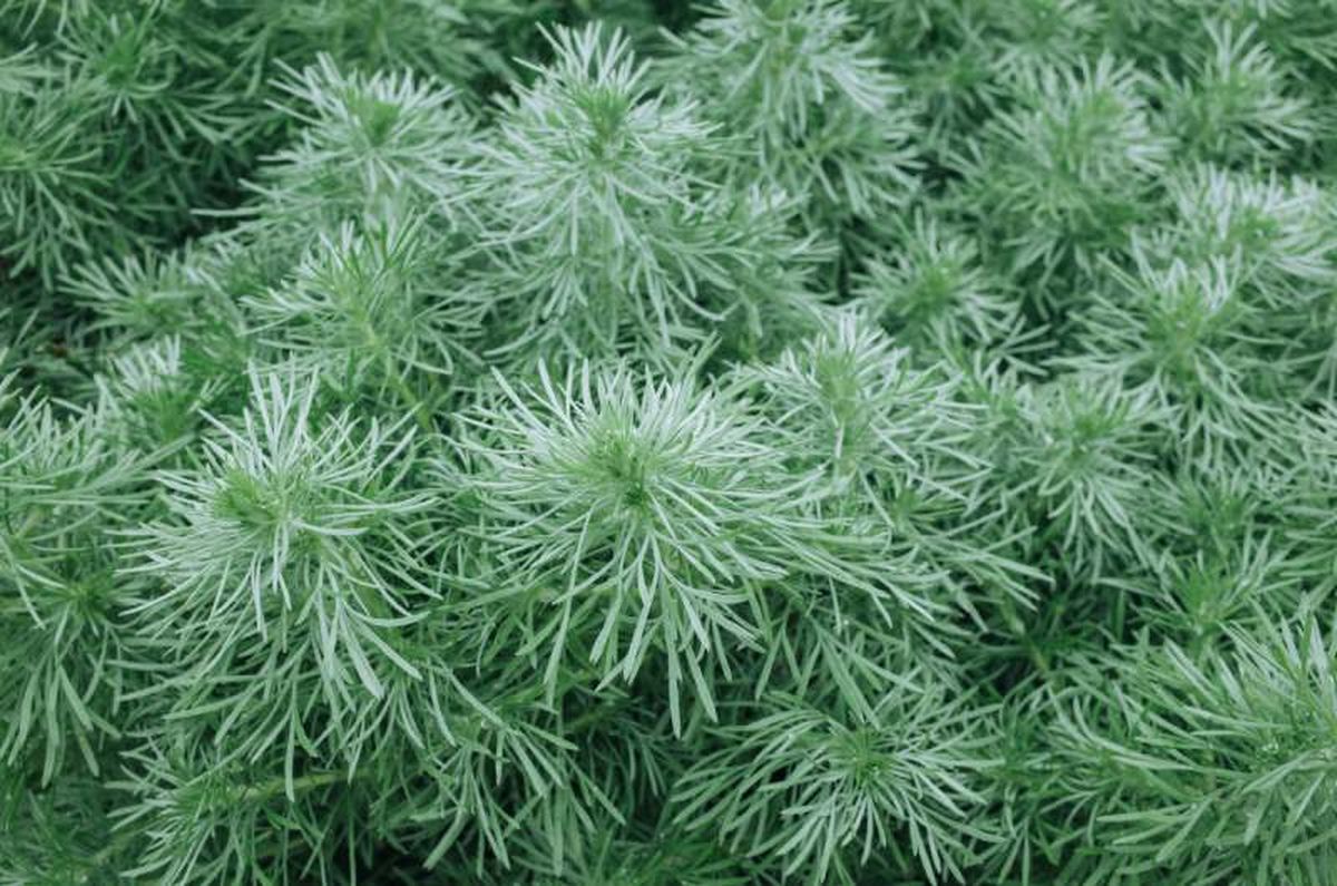 Artemisia schmidtiana