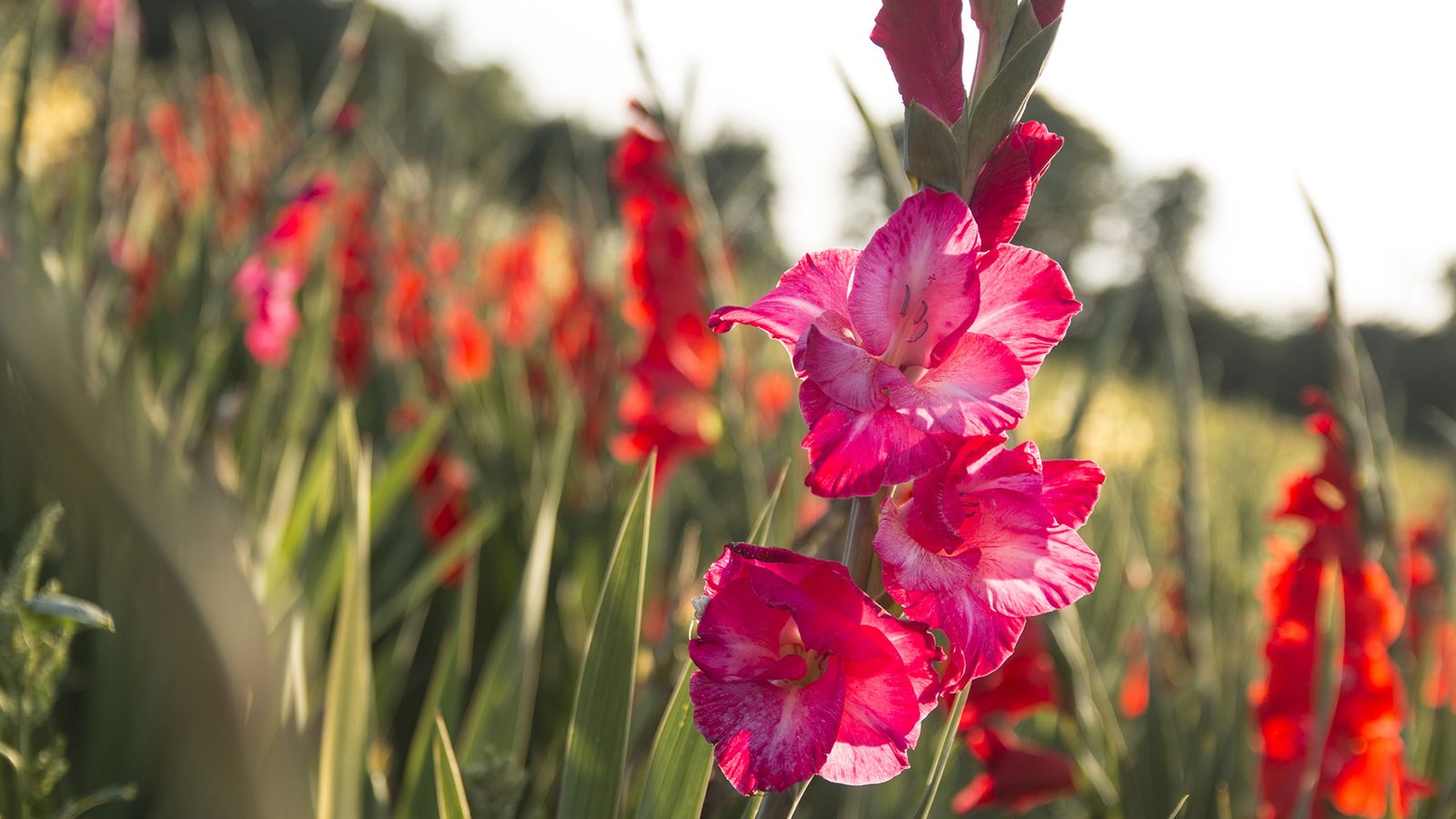 gladiolo flor rosa