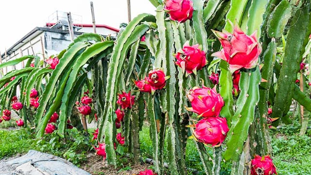 Plantación de fruta del dragón