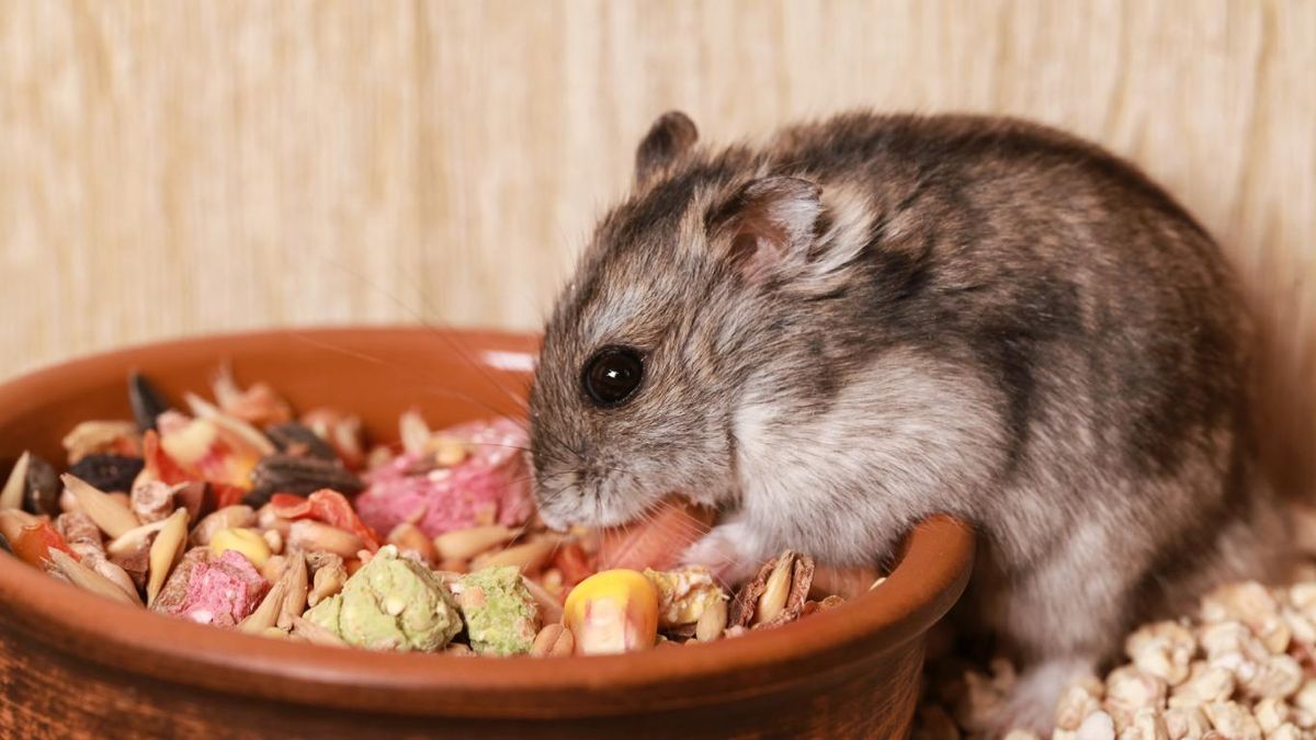 Los hámster rusos son omnívoros y su dieta debe ser equilibrada.